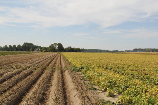 a potato field next to a bean field in summer with ripe crops ready for harvest
