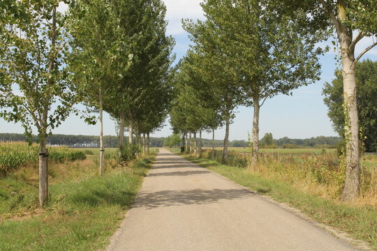 a beautiful rural landscape of a country road with a lane of trees with a small stem and green leaves between fields with growing crops in the dutch countryside in zeeland