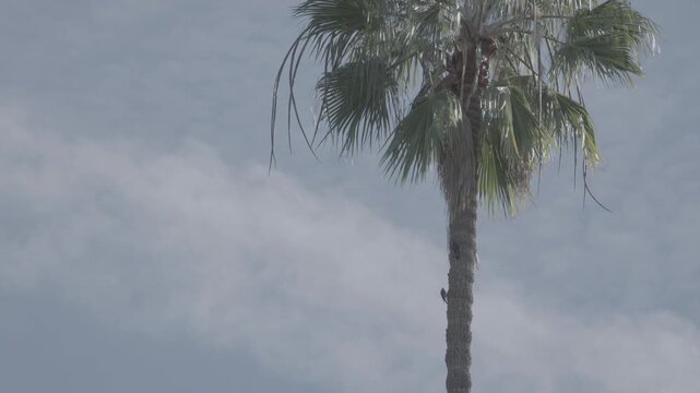 Two Woodpeckers on Palm Tree Under Cloudy Sky