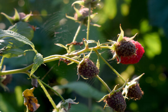 raspberries on a bush