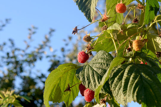 raspberries on a bush