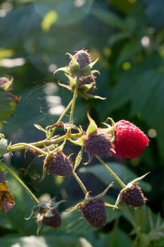 raspberries on a bush