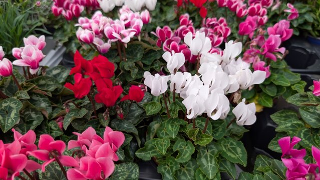 Blooming cyclamen flowers in white pink and red colors