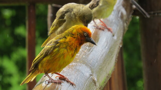 red and yellow finch