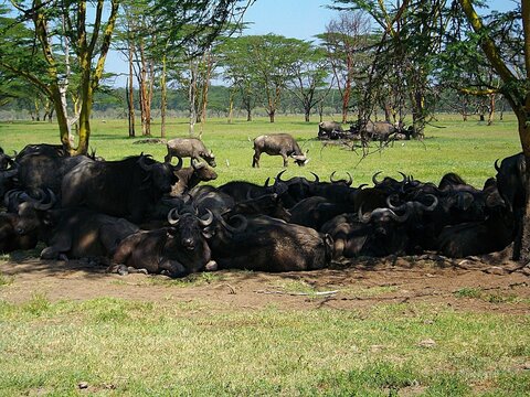 Troupeau de buffles d'Afrique se reposant &agrave; l'ombre des acacias