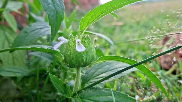 White Leucas Aspera Flower Sprouting On Green Plant