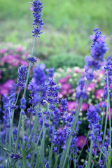 Obraz premium lavender flowers in the garden