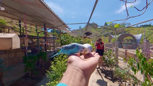 First person point of view of budgerigar parakeets eating from hand