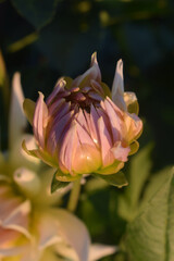 Fototapeta premium pink and yellow flower