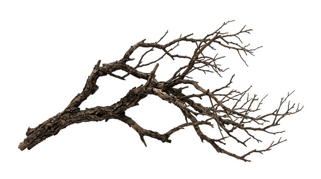 Dry dead tree branch with textured bark isolated on transparent background