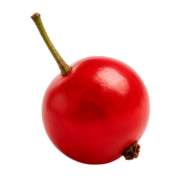 Single red berry with green stem