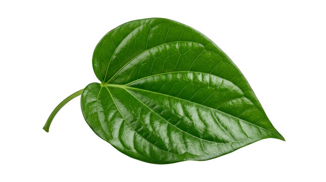 Fresh green betel leaf isolated on transparent background