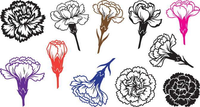 Set of colorful and black and white carnation flower drawings isolated on white