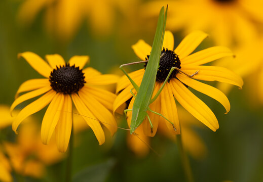 Round-Tipped Conehead Katydid in Minnesota.