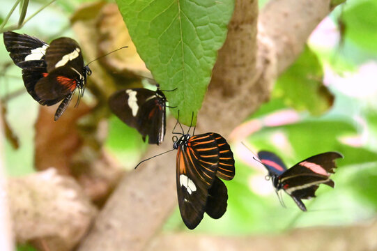 A cluster of Doris Longwing butterfly butteflies