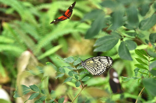 Paper kite butterfly on a leaf with a doris longwing flying in the background