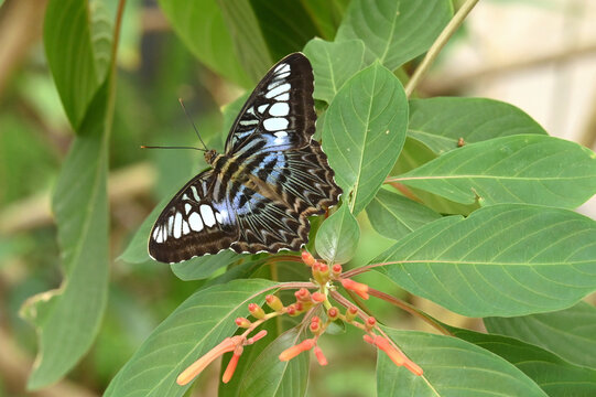 Blue Clipper Butterfly resting on a leaf