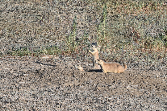 Prairie Dogs by their burrow in Colorado 
