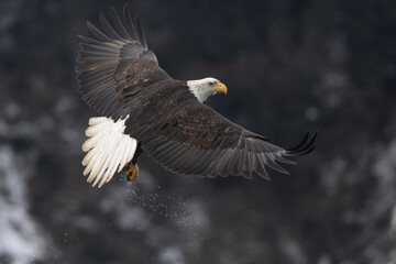 Bald eagle in flight Haliaeetus leucocephalus taken in Alaska, USA. © Agnieszka
