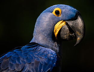 hyacinth ara portrait  in pantanal brasil,  blue macaw birds © Agata Carr
