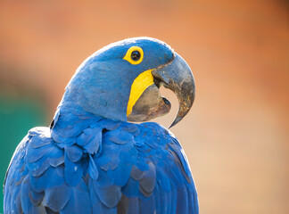 hyacinth ara portrait  in pantanal brasil,  blue macaw birds © Agata Carr