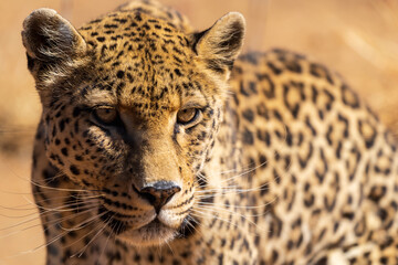 Close-Up Portrait of a Leopard Resting in Dry Grass © Angie