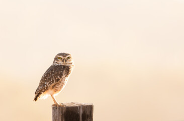little owl on the fence