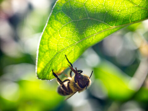  Close-up view of a Western honeybee clinging to the edge of a vibrant green leaf backlit by sunlight.