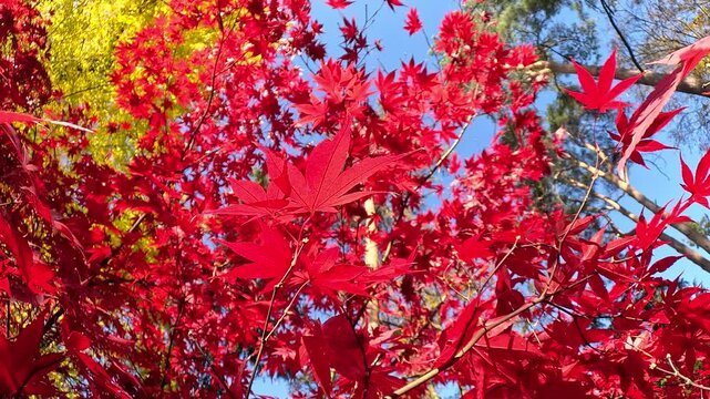 Vibrant red japanese maple leaves on branches in autumn park