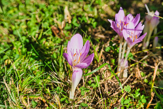 Autumn colchicum blooming on the ground in its natural habitat