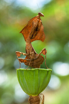 Close-up of a Giant Dead leaf mantis (Deroplatys desiccata) standing on a lotus seed pod, Jakarta Selatan, Indonesia