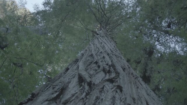 Low Angle View Up Massive Tree Trunk