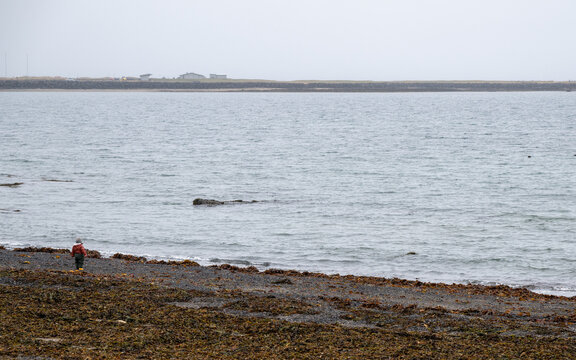 Child exploring a rocky beach on an overcast day. Iceland