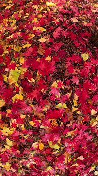 Vibrant red japanese maple leaves on branches in autumn park vertical video