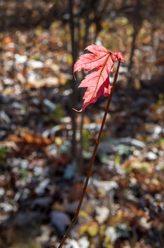 Single Maple Leaf Against Ground Cover