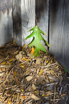 Green Leaf in Corner of Grey Wood Structure