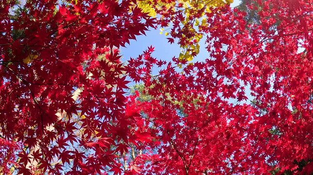 Vibrant red japanese maple leaves on branches in autumn park