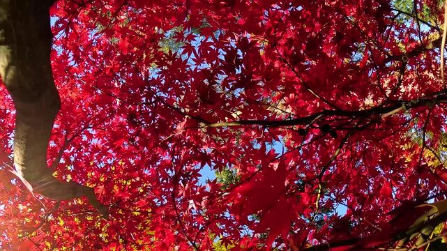 Vibrant red japanese maple leaves on branches in autumn park