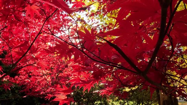 Vibrant red japanese maple leaves on branches in autumn park