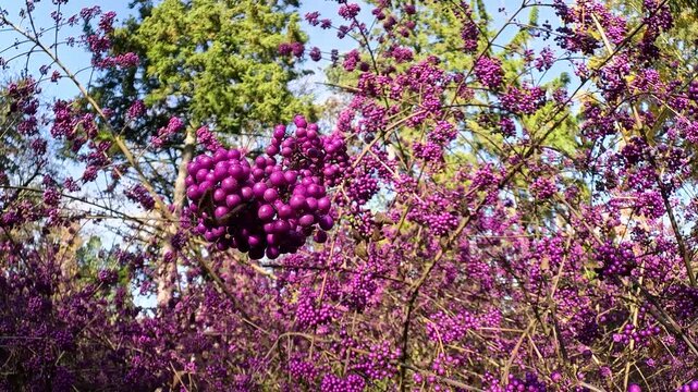 Abundant purple beautyberry fruit clusters growing on shrub branches