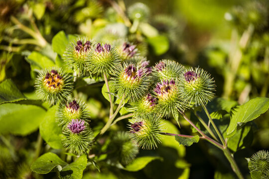 lose-up of burdock plant with immature flower heads growing naturally among green vegetation, illustrating wild plants, biodiversity and the beauty of the natural environment.