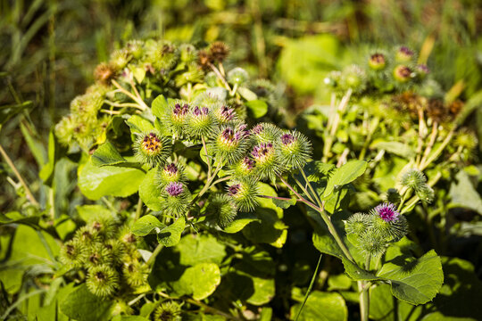 lose-up of burdock plant with immature flower heads growing naturally among green vegetation, illustrating wild plants, biodiversity and the beauty of the natural environment.