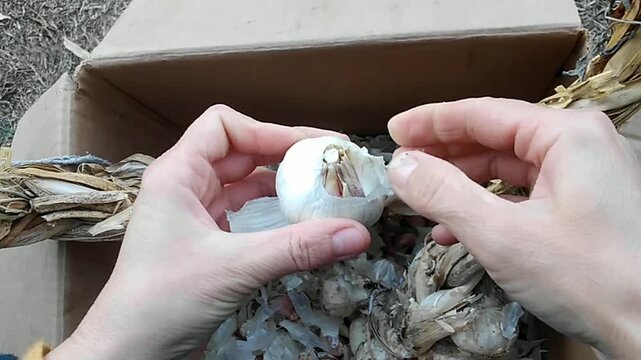 Peeling a fresh garlic bulb by hand 