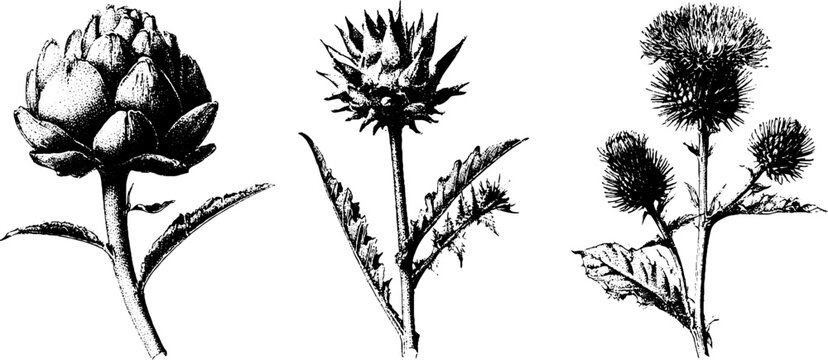 Three black and white artichoke and thistle botanical engravings isolated on white for vintage poster and design elements