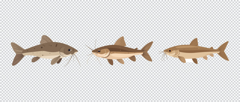 Channel Catfish Flat Vector Illustration Collection Isolated
