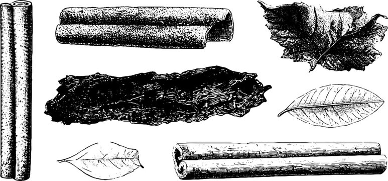 Black and white cinnamon bark sticks and leaf engravings isolated set for spice packaging label and botanical background design