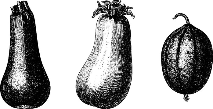 Black and white engraved botanical trio of gourds squash and melon isolated for vintage label poster background and packaging design