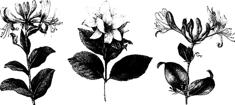 Set of three black and white botanical honeysuckle illustrations isolated on white background for design and wallpaper