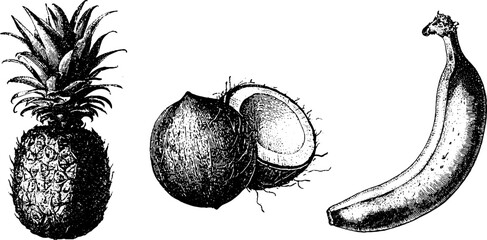 Naklejka premium Set of three black and white fruit engravings pineapple coconut and banana isolated for vintage label packaging and background design