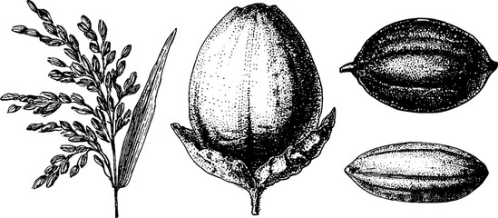 Obraz premium Set of 3 isolated black and white botanical rice illustrations showing grain seed and spikelet for vintage background and packaging design